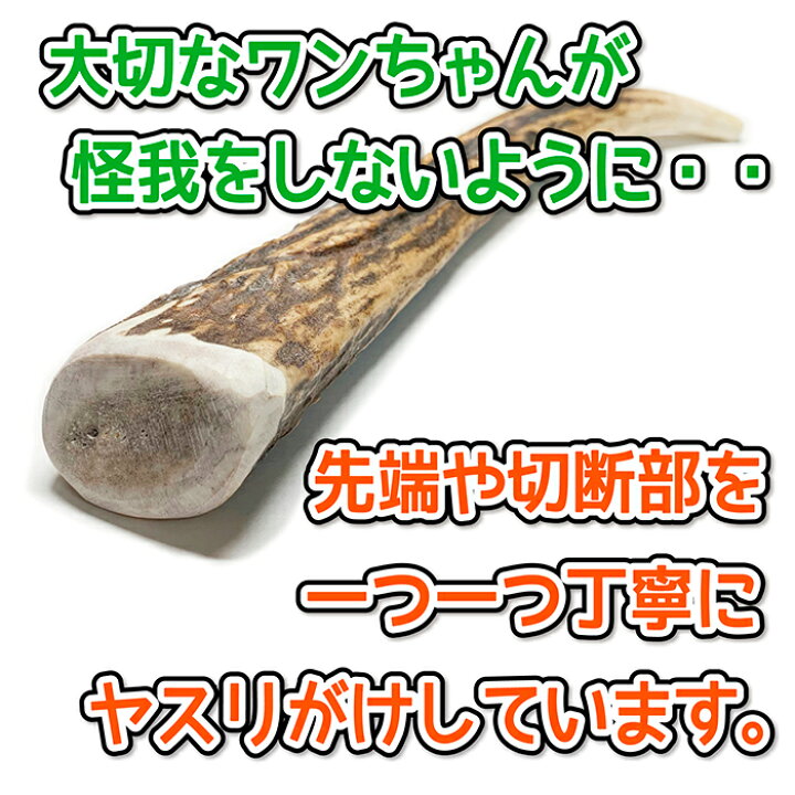 楽天市場】【大型犬用 蝦夷鹿の角】『鹿角さん』 けんか角 1本 サイズ 
