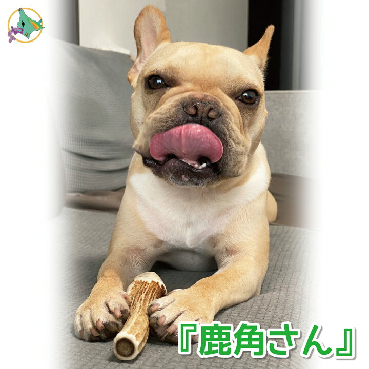 楽天市場】中型犬用 蝦夷鹿の角 『鹿角さん』 割っていないタイプ 1本  