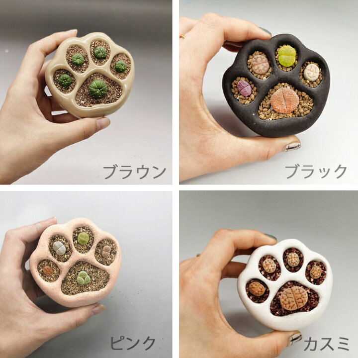 楽天市場】【送料無料】日本製 多肉植物寄せ植え園芸花器鉢 かわいい猫 
