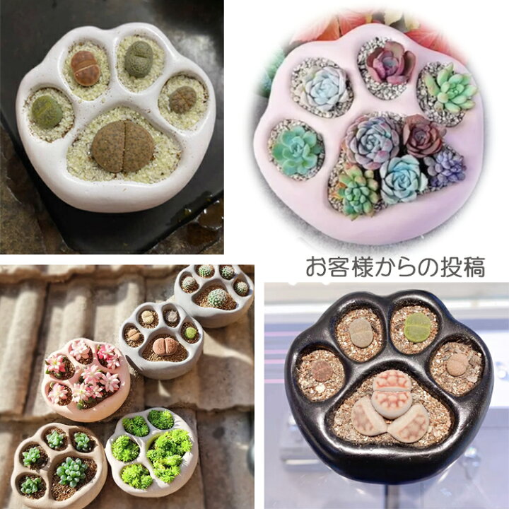 楽天市場】【送料無料】日本製 多肉植物寄せ植え園芸花器鉢 かわいい猫 