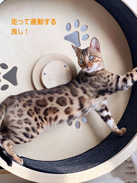 楽天市場】【1年保証】【楽天1位】【アウトレット】 L 8〜12キロ 送料 