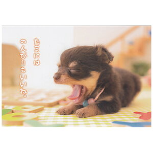 |XgJ[h 1 A12-PN-541 ACTIVE 30܂Ń[։\ M݌-2-C2