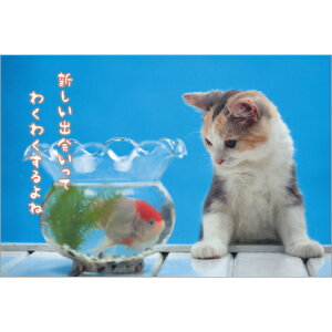 L|XgJ[h 1 PB-514s ACTIVE 30܂Ń[։\ M݌-2-C2