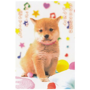 |XgJ[h 1 PN-526 ACTIVE 30܂Ń[։\ M݌-2-C2