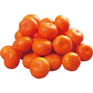 Ε Ε Mtg 蕨  v[g \[VMtgb쌧Y g݂ ME5kg