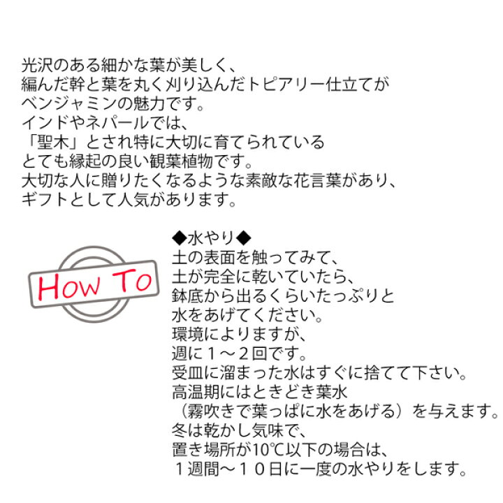 楽天市場 ベンジャミン 8号 スタイリッシュな黒色鉢カバー付 送料無料 フィカス ベンジャミナ 観葉植物 おしゃれ 中型 大型 フィカス ゴムの木 花 ガーデン Diy 観葉植物 インテリア 観葉植物のthe Green