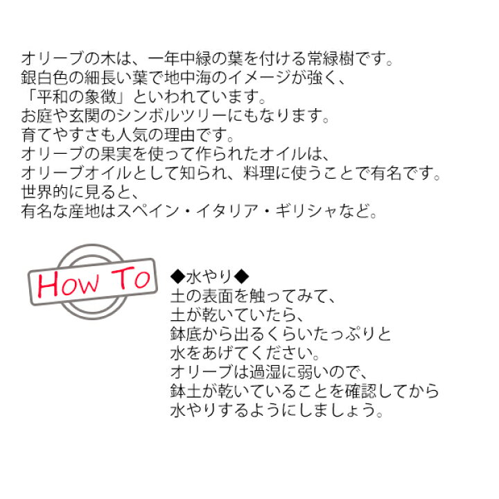 オリーブ ホワイト テラコッタ鉢植え 花 結婚式 中型 オリーブの木 おしゃれ テラス 庭木 Diy 送料無料 通販 記念樹 大型 バルコニー 寒さに強い プレゼント インテリア ガーデン ギフト 鉢植え 販売 ベランダ 観葉植物