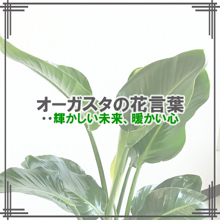楽天市場】観葉植物 大型 オーガスタ 10号 法人様送料無料 バナナ 