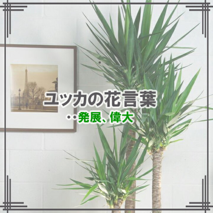 楽天市場】観葉植物 大型 ユッカ エレファンティペス 10号 青年の樹 