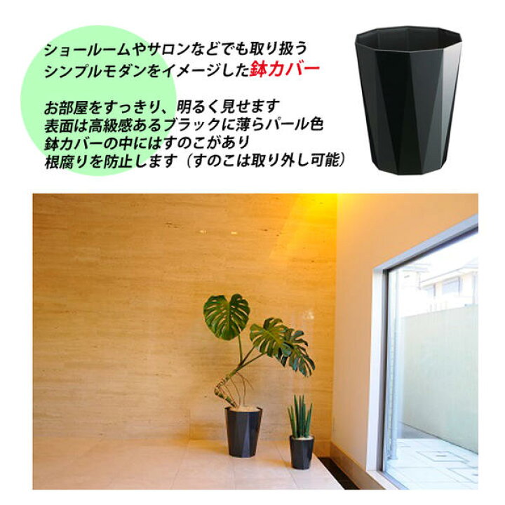 楽天市場】アレカヤシ 8号 スタイリッシュな黒色鉢カバー付 送料無料 