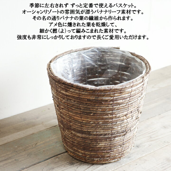 楽天市場】観葉植物 大型 シェフレラ 青 ホンコンカポック 10号 バナナ 