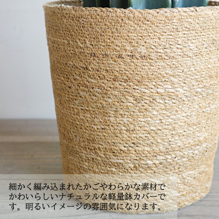 楽天市場】観葉植物 大型 シェフレラ 青 ホンコンカポック 10号 