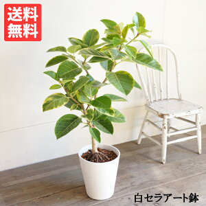 tBJX AeV[} S̖ zCg ZA[g  ϗtA  ^ ^ tBJX S̖  K[f DIY  ϗtA CeA