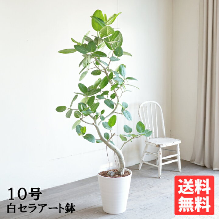 楽天市場】観葉植物 大型 ベンガレンシス 10号 法人様送料無料 