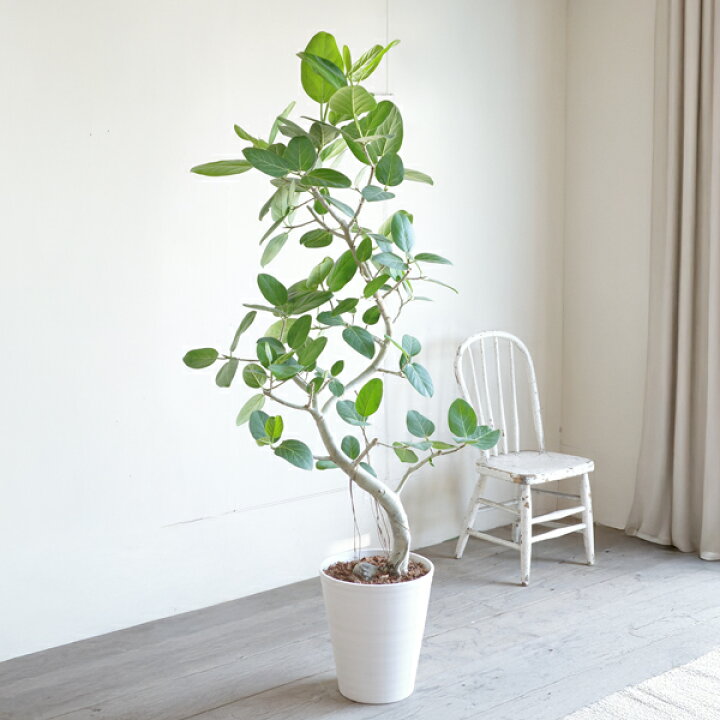 楽天市場】観葉植物 大型 ベンガレンシス 10号 法人様送料無料 
