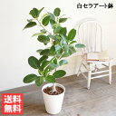 フィカス ベンガレンシス ベンガルゴムの木 ホワイトセラアート鉢植え 8号 送料無料 観葉植物 おしゃれ 中型 大型 フィカス ゴムの木 花 ガーデン DIY 花 観葉植物 インテリア