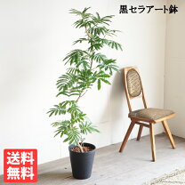 楽天市場】エバーフレッシュ 10号（サイズ（植木鉢）7 ～ 9号）（観葉 