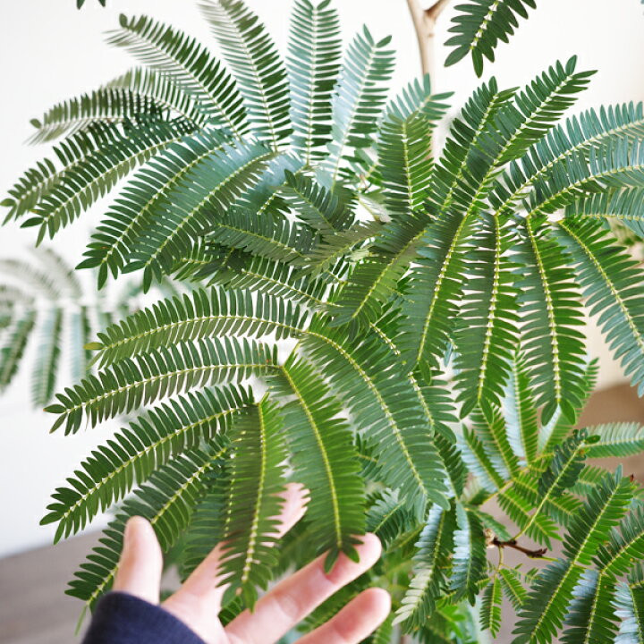 楽天市場】観葉植物 大型 エバーフレッシュ 夜になると眠る木 