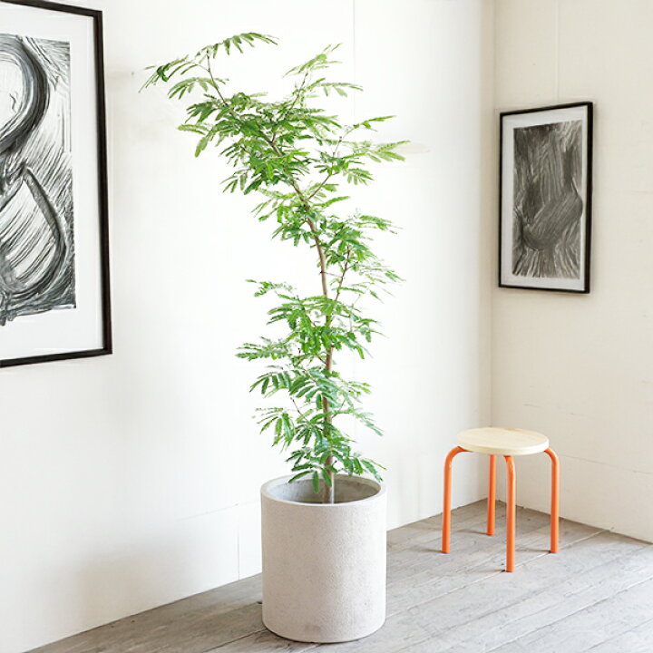 楽天市場】観葉植物 大型 エバーフレッシュ 夜になると眠る木 