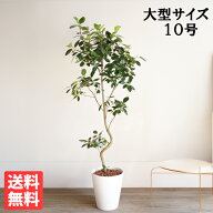 観葉植物 大型 フランスゴム 10号 法人様送料無料 ホワイトセラアート鉢 おしゃれ 尺鉢 大鉢 10号鉢 フィ…