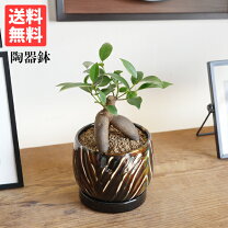 楽天市場】観葉植物 ガジュマロの通販