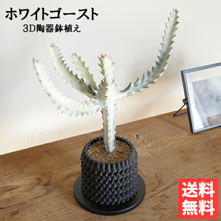 楽天市場】ホワイトゴースト 3D陶器鉢植え ユーフォルビア 観葉植物 