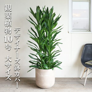 観葉植物 大型 法人宛送料無料 グローカル 10号 デザイナーズ鉢カバー付き ファイバー アッシュブラウン 10号鉢 大サイズ ドラセナ コルジリネ 目隠し 寒さに強い