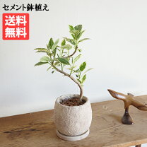 楽天市場】斑入り フランス ゴムの通販