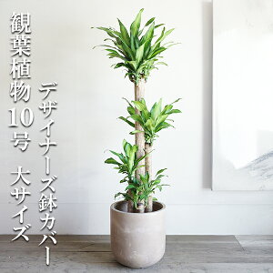 ϗtA ^ K̖ }bT 1ԑ傫TCYłB 10 t@Co[ Jo[t AbVuE @ll v~A  ڔ 唫 10 TCY 傫TCY C
