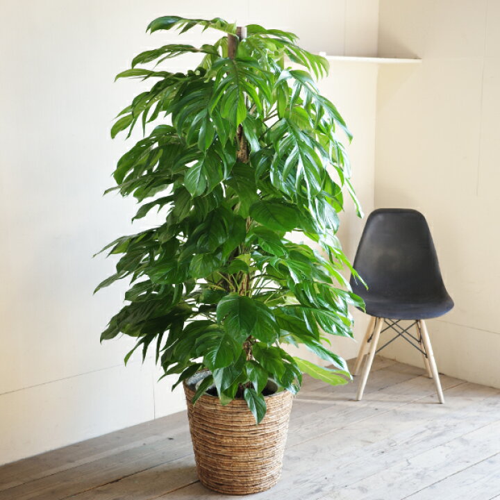 楽天市場】観葉植物 大型 マングーカズラ ヘゴ仕立て 特大サイズ 