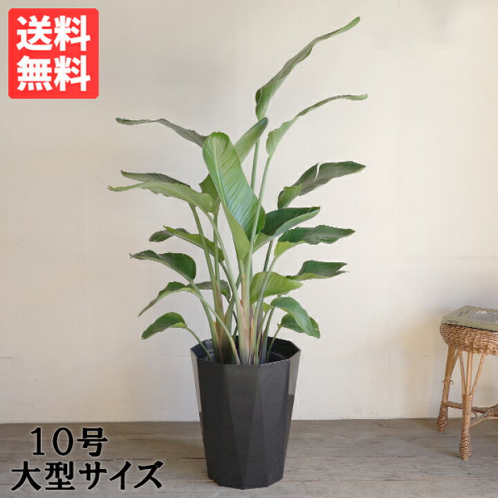 楽天市場】観葉植物 大型 オーガスタ ストレリチア 大鉢 10号 法人様 