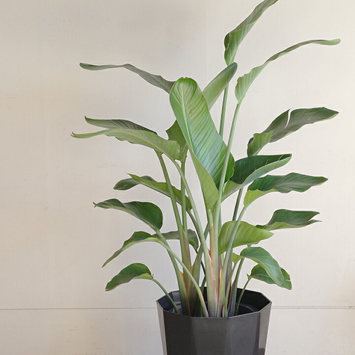 楽天市場】観葉植物 大型 オーガスタ ストレリチア 大鉢 10号 法人様 