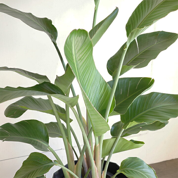 楽天市場】観葉植物 大型 オーガスタ ストレリチア 大鉢 10号 法人様 