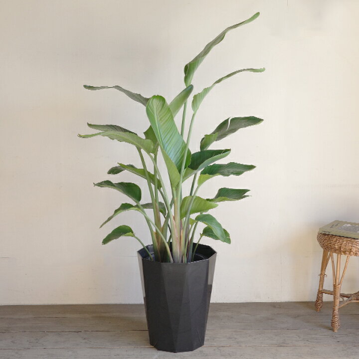 楽天市場】観葉植物 大型 オーガスタ ストレリチア 大鉢 10号 法人様 