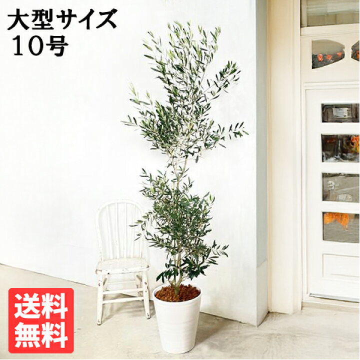 楽天市場】観葉植物 大型 オリーブ ホワイトセラアート鉢 10号鉢 法人 
