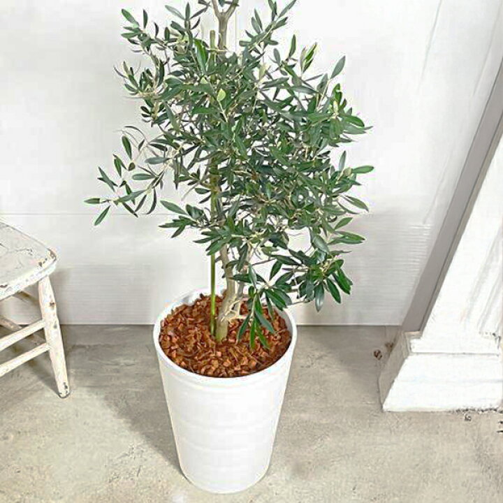 楽天市場】観葉植物 大型 オリーブ ホワイトセラアート鉢 10号鉢 法人 