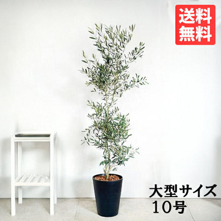 楽天市場】観葉植物 大型 オリーブ ブラックセラアート鉢 10号鉢 法人 