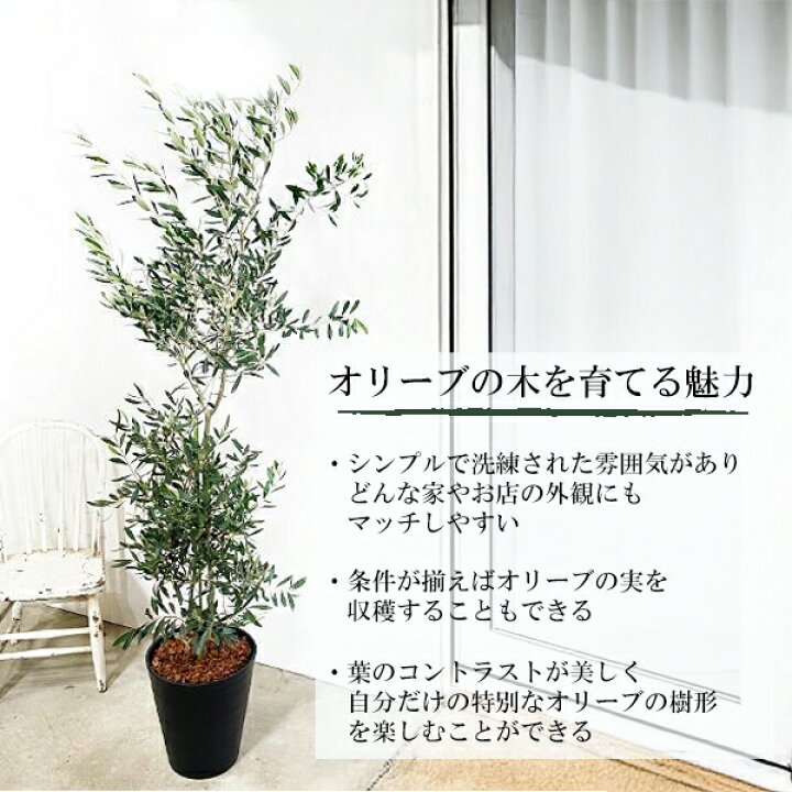 楽天市場】観葉植物 大型 オリーブ ブラックセラアート鉢 10号鉢 法人 