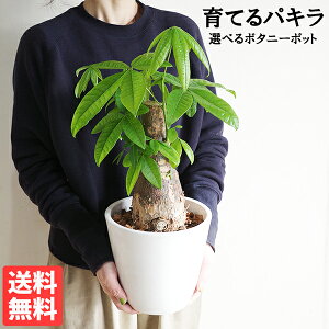 ��Ă�p�L�� �Ղ����犲 �p�L���p�d���� ���� �ϗt�A�� �p�L�� ���^ ������� �{�^�j�[�|�b�g �I�ׂ锫 ���̂Ȃ�� ���r���O �C���e���A �������� �����ɐ�