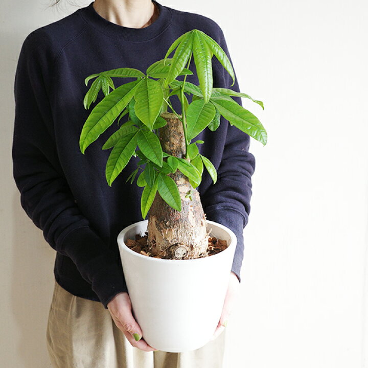 楽天市場】育てるパキラ ぷっくら幹 パキラ朴仕立て 幹太 観葉植物 