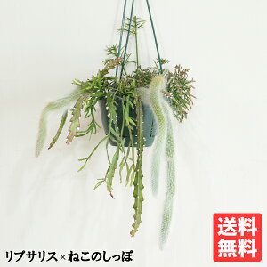 vTXƃqfBeB݂̒蔫 񂹐A Ǘ₷V[Y t nMO ݂蔫 v ݂邷 ݂ vgnK[ vŊȒP 