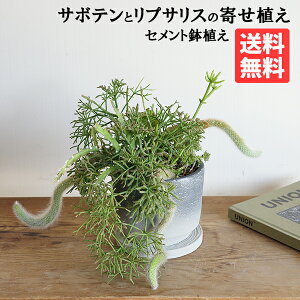 T{eƃvTX̊񂹐A ZgA L̂ ϗtA 