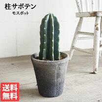 楽天市場】サボテン トゲ無し（花・観葉植物｜花・ガーデン・DIY）の通販