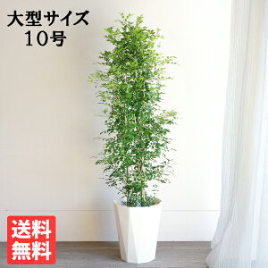 ϗtA ^ VNWX~ QbLc 10 @ll  ڔ 唫 10 TCY 傫TCY CeA ɋ