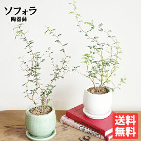 観葉植物 小さい ソフォラ リトルベイビー 選べる アンティークテラコッタ鉢植え 卓上サイズ 送料無料 ミニサイズ 小型 インテリア