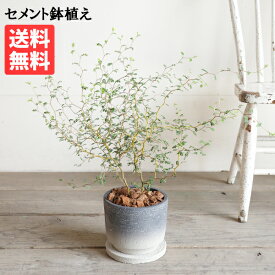 ソフォラ 特大 リトルベイビー セメント鉢植え グラデーション 送料無料 観葉植物 インテリア