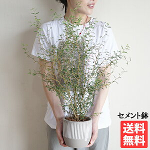 \tH  gxCr[ cCZg  ϗtA CeA