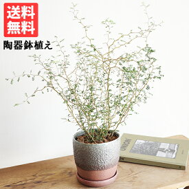 ソフォラ リトルベイビー 特大 陶器鉢 ツートンカラー 送料無料 観葉植物 インテリア