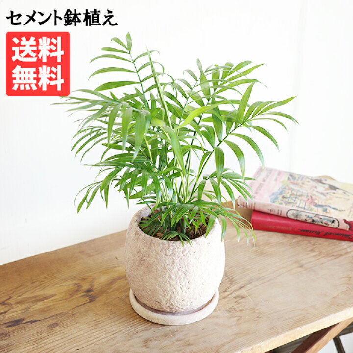 楽天市場】観葉植物 テーブルヤシ エレガンス ピンクベージュ セメント 