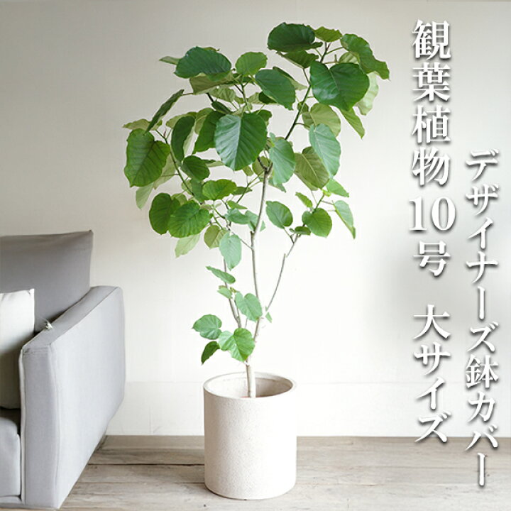 楽天市場】観葉植物 大型 ウンベラータ 10号 法人様送料無料 
